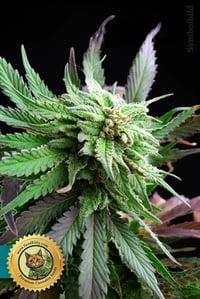 Auto CBD Critical Mass 1:15 Samen