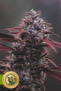 Red Poison Autoflower Samen