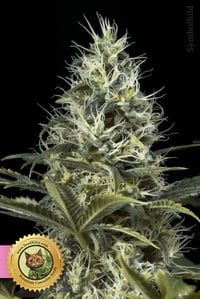 White Widow Feminized
