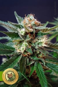 Bruce Banner Automatic Samen