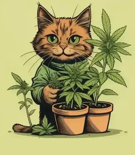 Willkommen bei SeedKitty SeedKitty Hero
