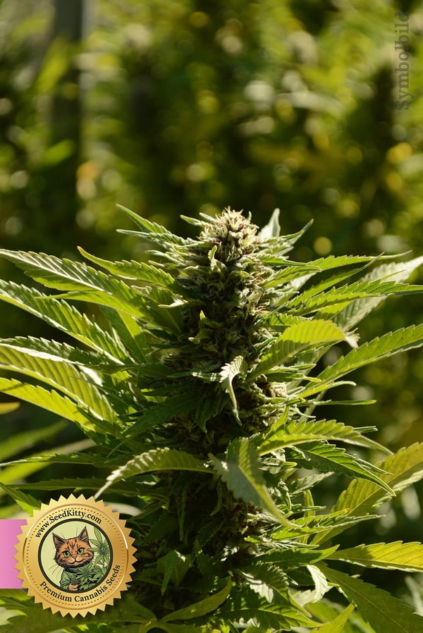 Peanut Butter Breath Feminisiert