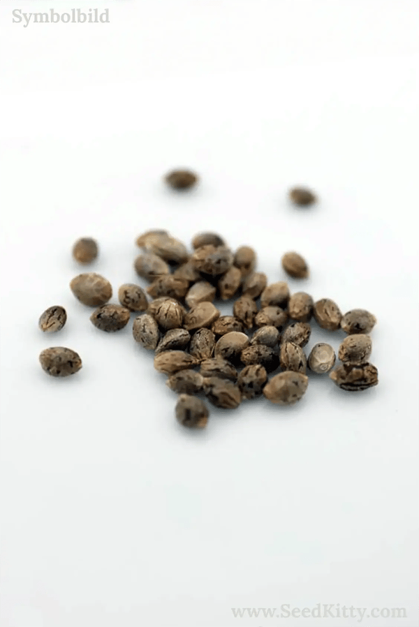 Chocolope Feminisierte Seeds