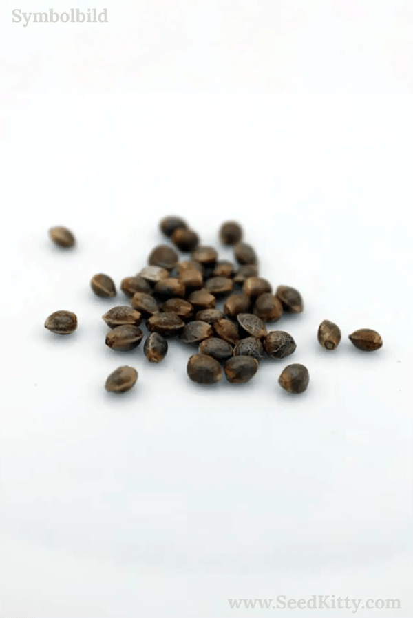 Blackberry Moonrocks Feminisiert Hanfsamen