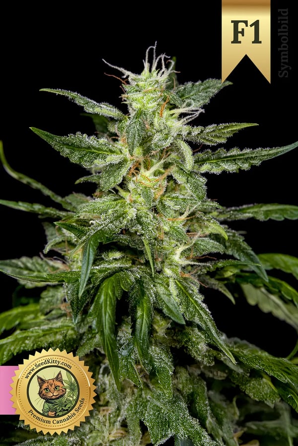 Sour Mac F1 Hybrid Feminisiert