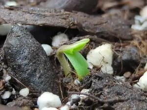 Die Top 5 Methoden zur Keimung von Cannabis-Samen: Anleitung 1 Hanfsamen Keimung erfolgreich