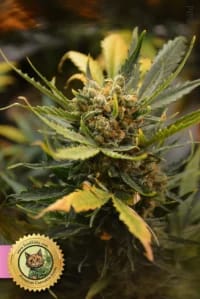 Northern Lights Feminisiert