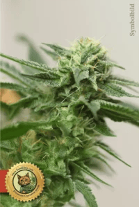 AK47 Fast