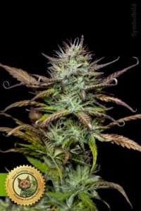 Afghan x Black Domina Autoflower