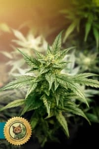 Auto CBD Critical Mass 1 1