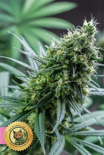 California Orange x Skunk Feminisiert