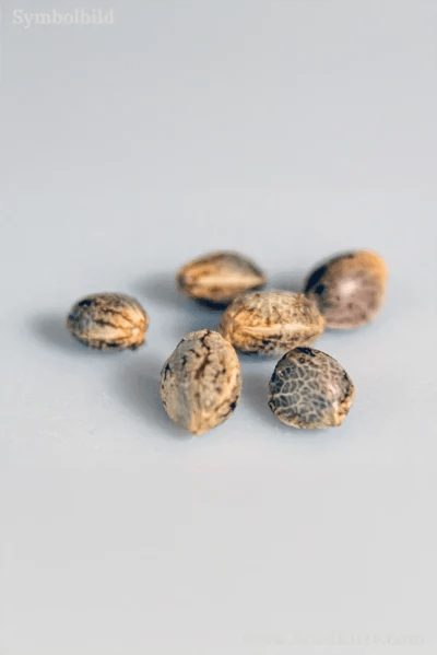 Cherry Pie Auto Samen