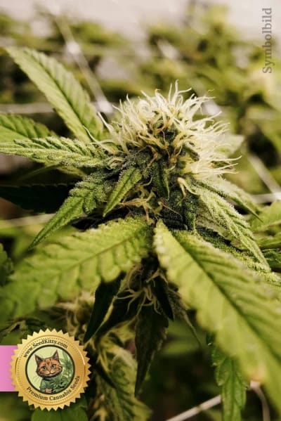 Gorilla Glue Purple Purple Glue Feminisiert