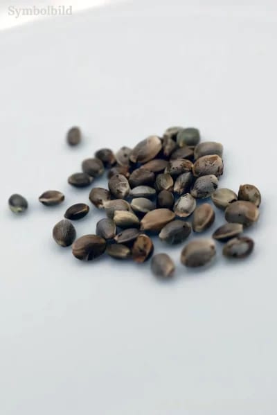 California Hash Plant Feminisierte Samen