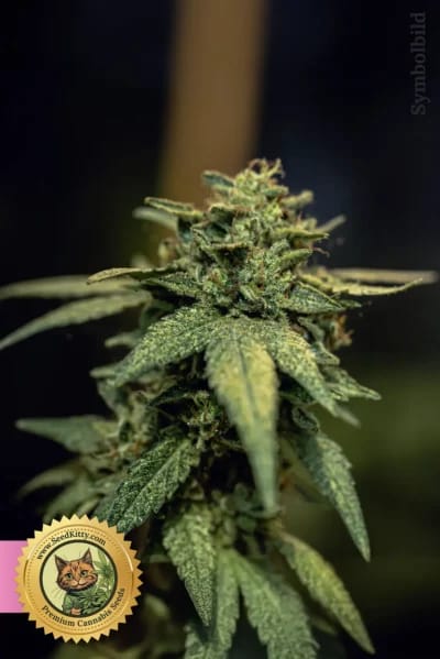 Durban Poison Feminisiert