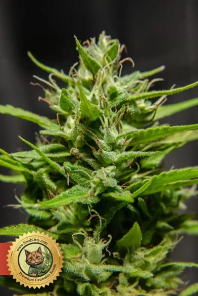 Jack Herer Fast Version