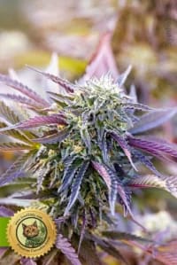 Mandarine Autoflower