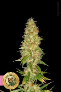Orange Bud Feminisiert