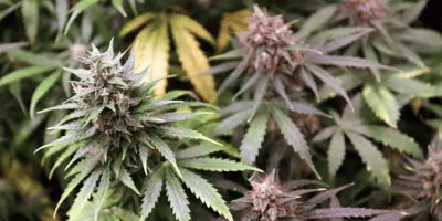 besten autoflowering sorten