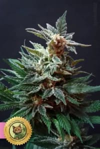 Kosher Kush x Tangerine Feminisiert