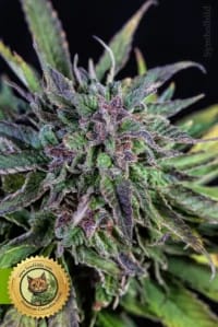Red Strawberry Banana Autoflowering