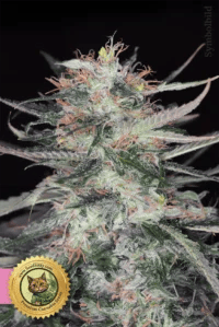 Sunset Runtz Feminisierte Cannabissamen