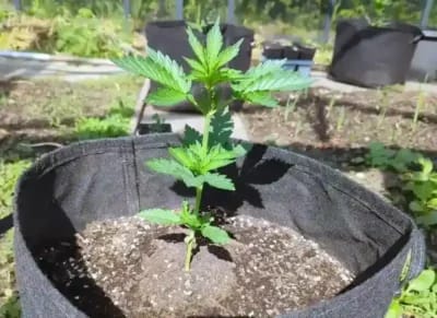 Gute Erde für Cannabispflanzen