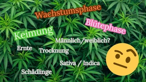 Die Cannabispflanze: Wachstumsphasen von Anzucht bis Blüte 4 Cannabispflanze Beitrag