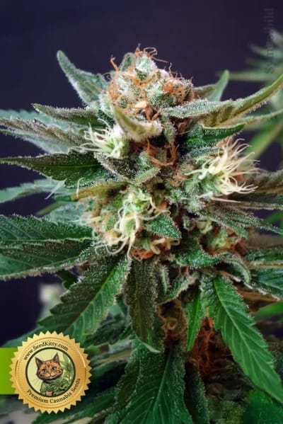 Gorilla Glue #4 Automatic Samen