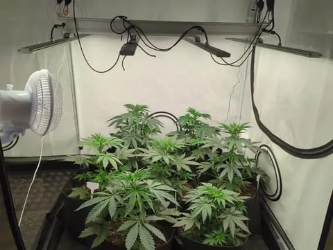 Growzelt Indoor