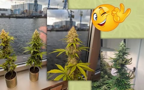 Hanf anbauen im Zimmer: Die ultimative Anleitung für deinen ersten Indoor-Grow 1 Hanf anbauen im Zimmer