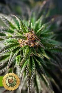 Watermelon OG Autoflower Samen