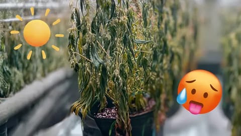 Cannabis zu viel Licht