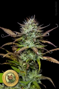 Afghan x Black Domina Autoflower Cannabis Samen