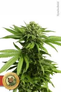 Amnesia Fast Version Samen - Cannabis Pflanze