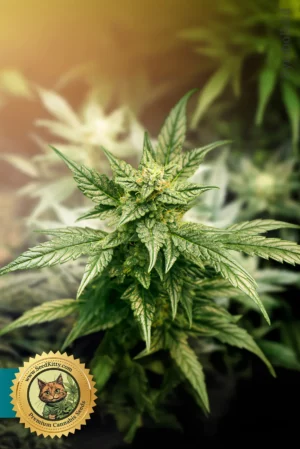 Home 6 Auto CBD Critical Mass 1 1