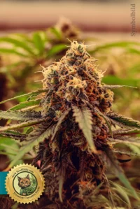 auto cbd pineapple kush 1-1 autoflowering cannabis samen