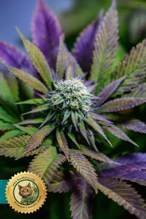 Auto CBD Purple 1 20