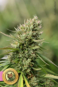 Blue Dream Feminisierte Samen Cannabis