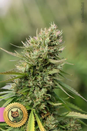 Blue Dream Feminisiert