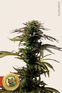 Blueberry Fast Version Cannabis Samen