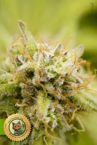 Chesse Autoflowering Samen Cannabis