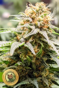 Chemdog Autoflowering Hanfsamen