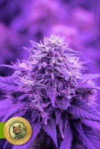 Cherry Pie Autoflower Cannabissamen