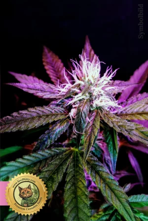 Home 1 Gelato Feminisiert