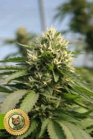 Girl Scout Cookies Autoflower