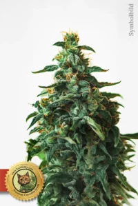 Girl Scout Cookies Fast Version Cannabis Samen