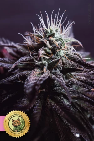 Ice Cream Cake Feminisiert