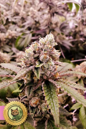 Home 11 Lavender Feminisiert