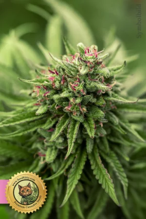 Home 2 Louis XII OG Feminisiert